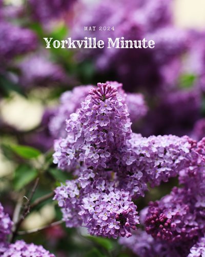 The Yorkville Minute Newsletter - May 1, 2024 Edition