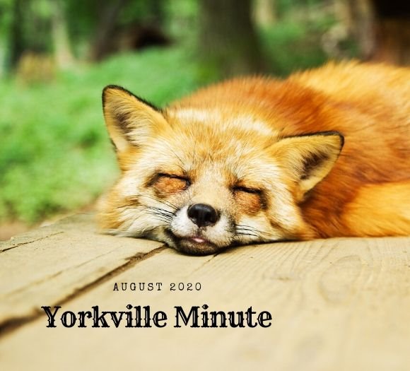 The Yorkville Minute - August 17, 2020
