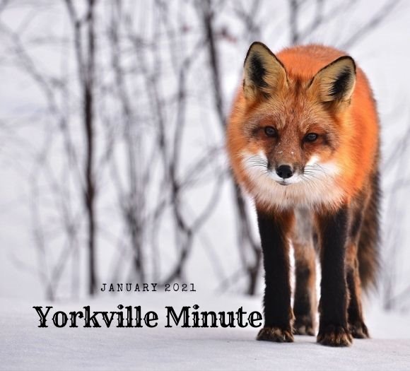 The Yorkville Minute - January 4, 2021 Edition
