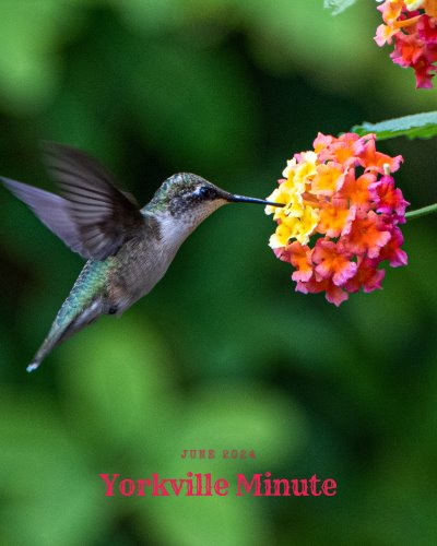 The Yorkville Minute Newsletter - June 15, 2024 Edition