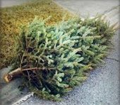 Advanced Disposal Christmas Tree Pick-Up