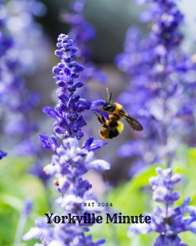 The Yorkville Minute Newsletter - May 15, 2024 Edition