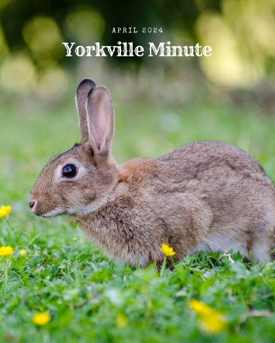The Yorkville Minute Newsletter - April 15, 2024 Edition