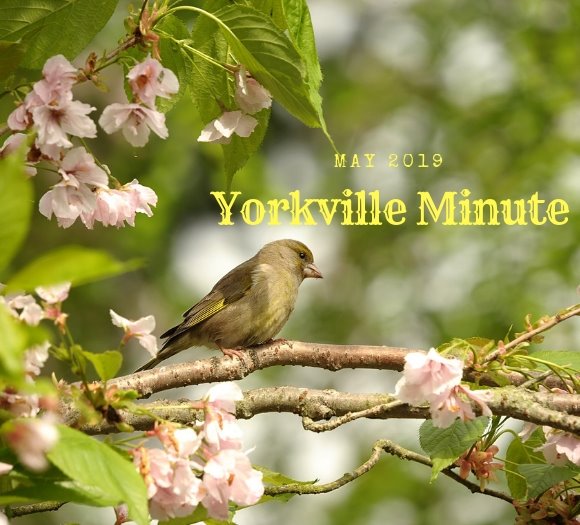 Yorkville Minute - May 15, 2019 Edition