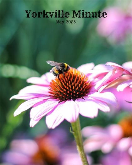 The Yorkville Minute Newsletter -May 15, 2025 Edition