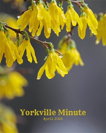 The Yorkville Minute Newsletter - April 1, 2025 Edition
