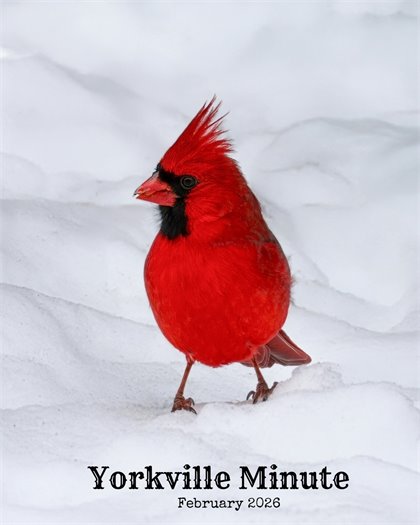 The Yorkville Minute Newsletter - February 15, 2026 Edition