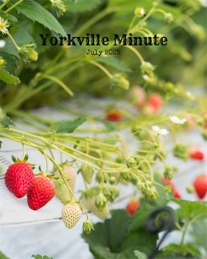 The Yorkville Minute Newsletter - July 1, 2025 Edition