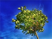 50/50 Tree Program