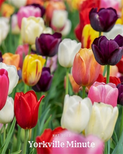 The Yorkville Minute Newsletter - May 1, 2023 Edition