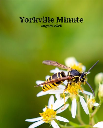 The Yorkville Minute Newsletter -August 15, 2025 Edition
